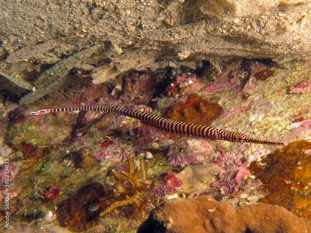 Close-up of a Multibar pipefish Dunckerocampus multiannulatus with eggs