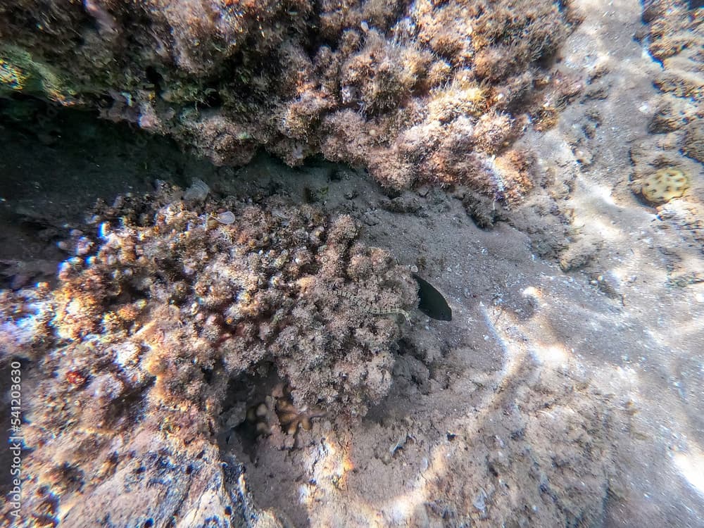 Many-banded pipefish (Doryrhamphus multiannulatus) at coral reef..