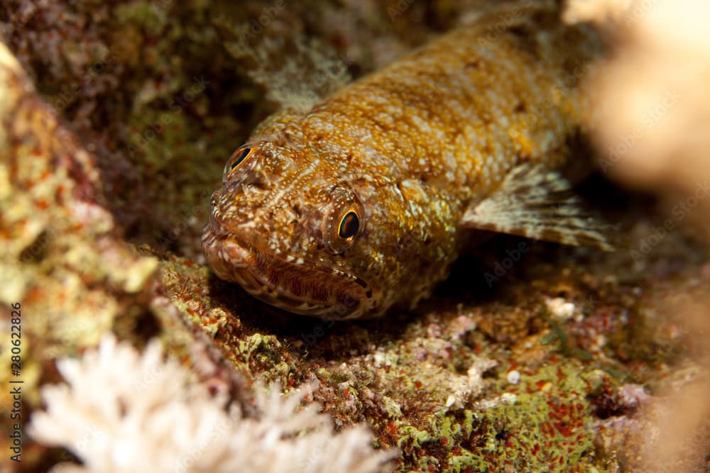 Atlantic lizardfish, Synodus saurus