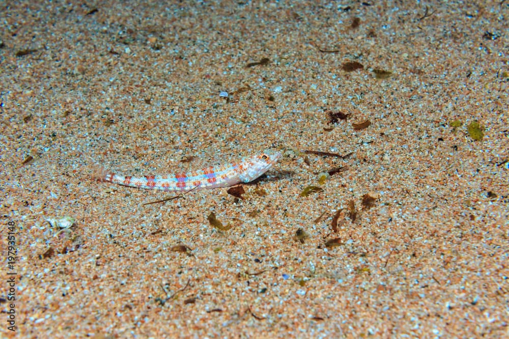 Red lizards on the sandy bottom. Fish of the red sea.