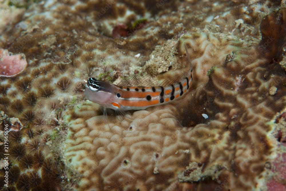 Clown blenny Ecsenius axelrodi