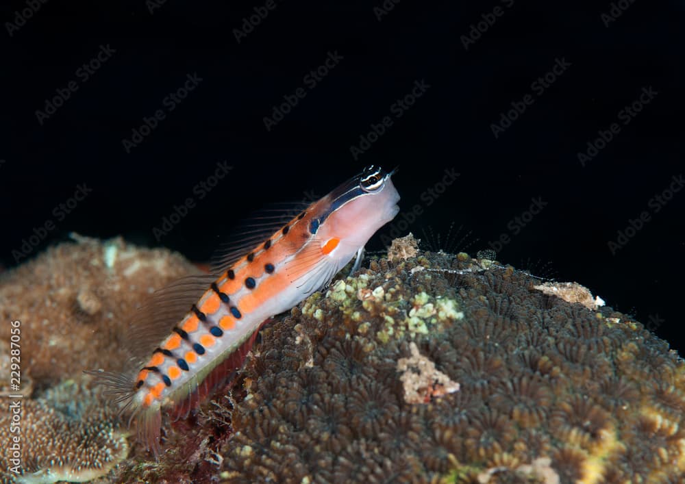 Axelrod's clown blenny  (Ecsenius axelrodi) resting on coral reef of Bali, Indonesia