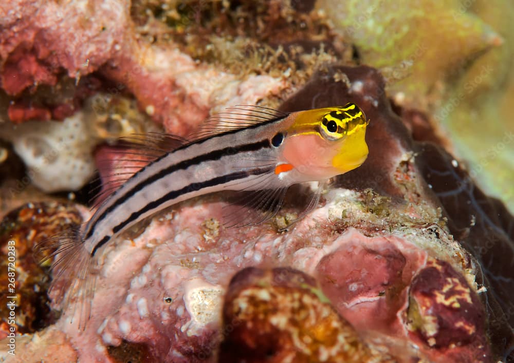 Clown Blenny (Ecsenius axelrodi) on coral reef of Bali, Indonesia