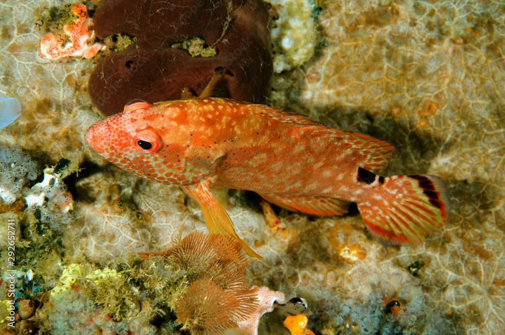 Leopard grouper, Cephalopholis leopardus, Sulawesi Indonesia.