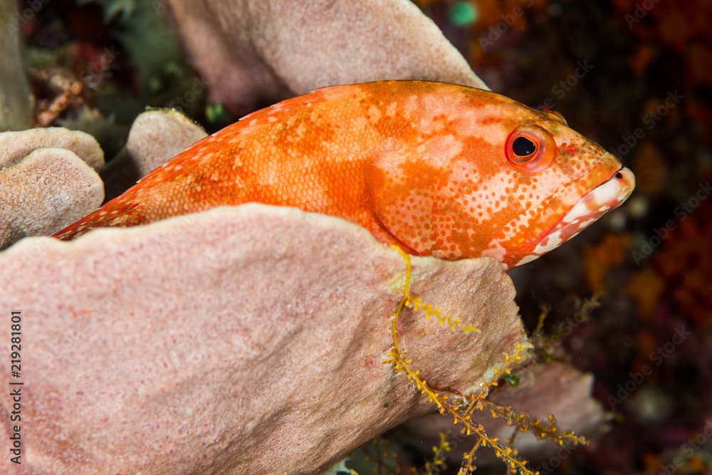 leopard grouper fish