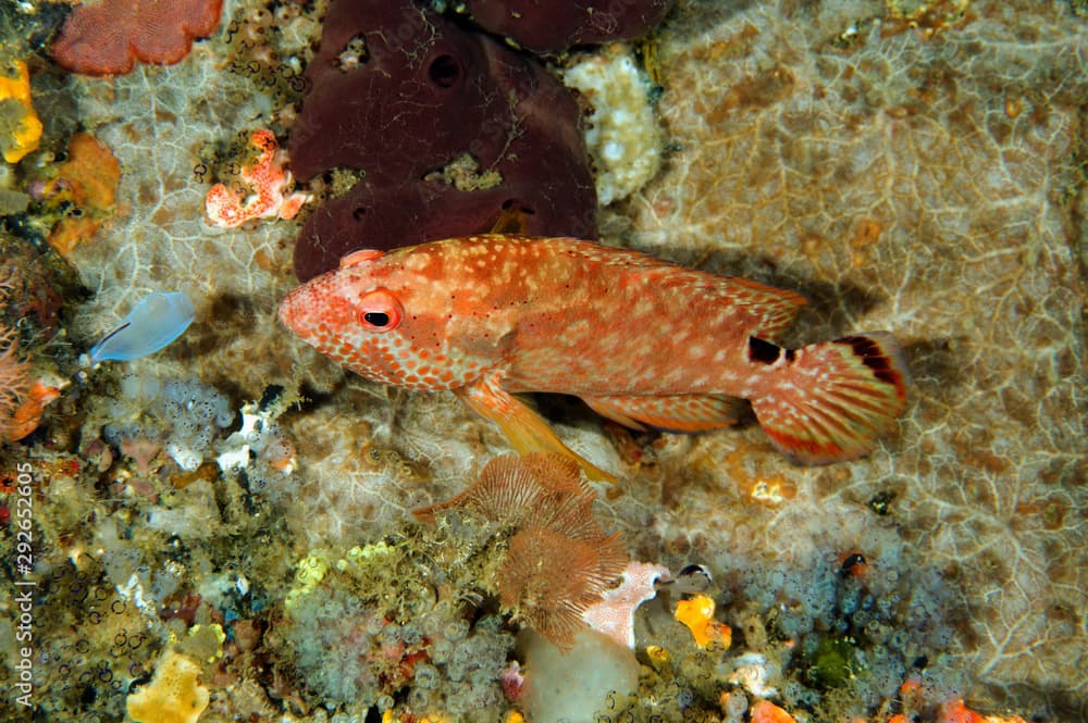 Leopard grouper, Cephalopholis leopardus, Sulawesi Indonesia.