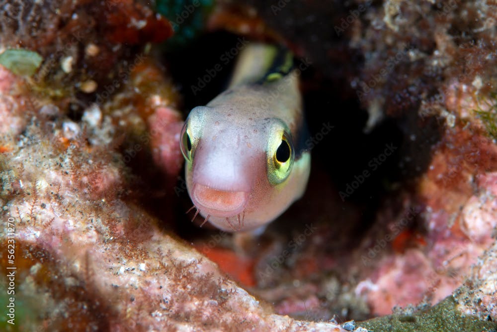 Lance Blenny - Aspidontus dussumieri living in a hole. Underwater macro world of Tulamben, Bali, Indonesia. 