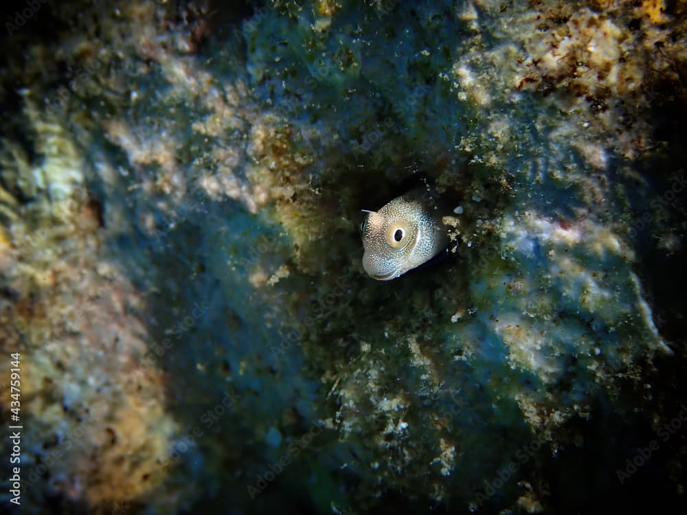 Small coral fish from the family Blennidae, its scientific name is Lance blenny (Aspidontus dussumieri),