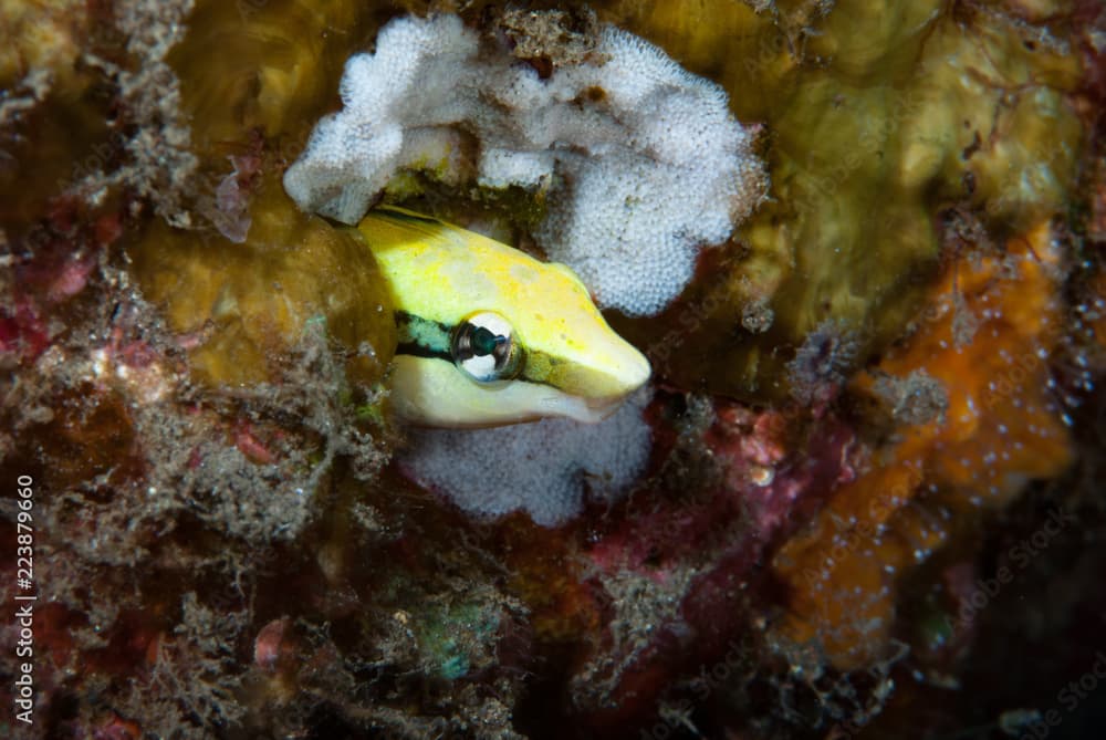 Lance blenny Aspidontus dussumieri