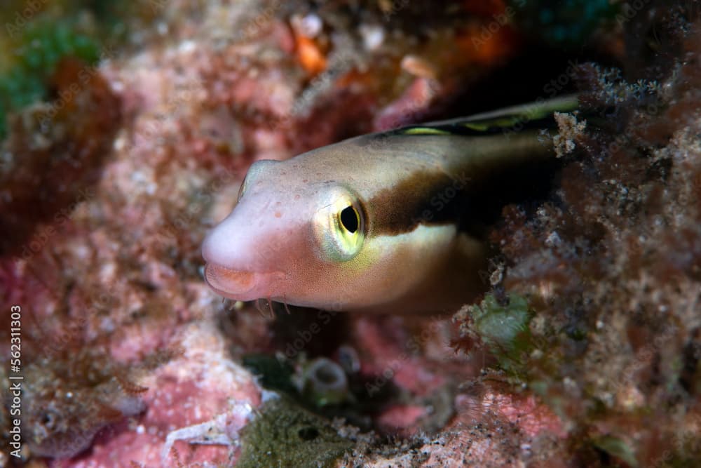 Lance Blenny - Aspidontus dussumieri living in a hole. Underwater macro world of Tulamben, Bali, Indonesia. 