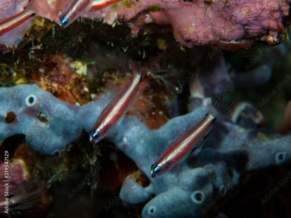 White barred Pygmygoby Eviota albolineata