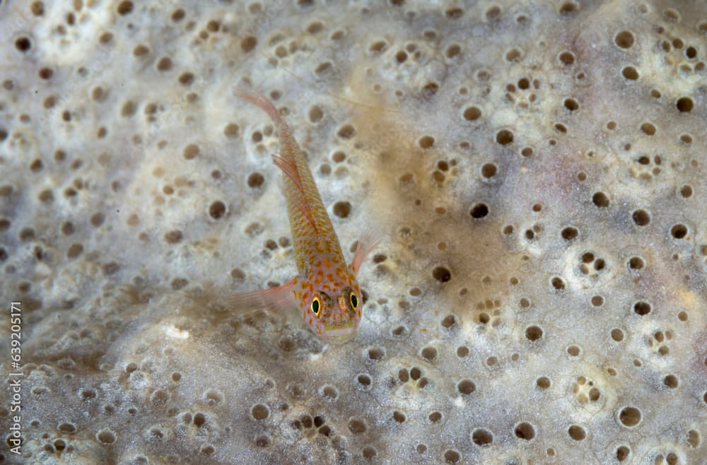 Redspotted pygmygoby, Eviota albolineata, Raja Ampat Indonesia.