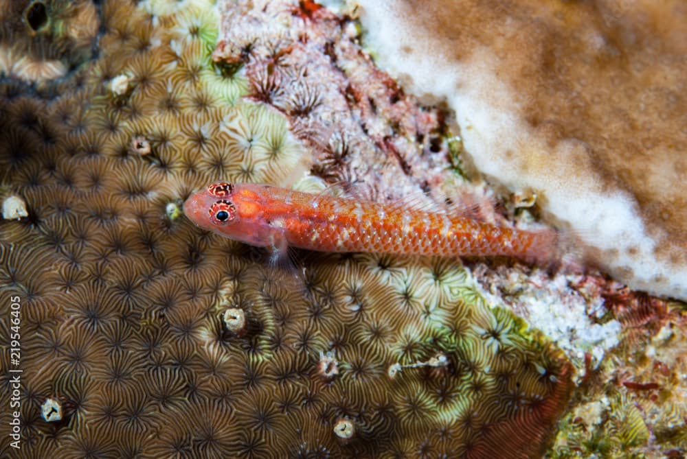 White barred Pygmygoby Eviota albolineata