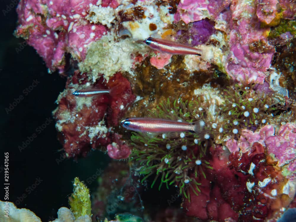 White barred Pygmygoby Eviota albolineata