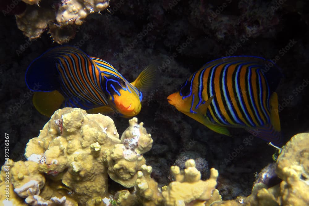 Regal Angelfish - Pygoplites diacanthus two animals on a reef in Maldives.