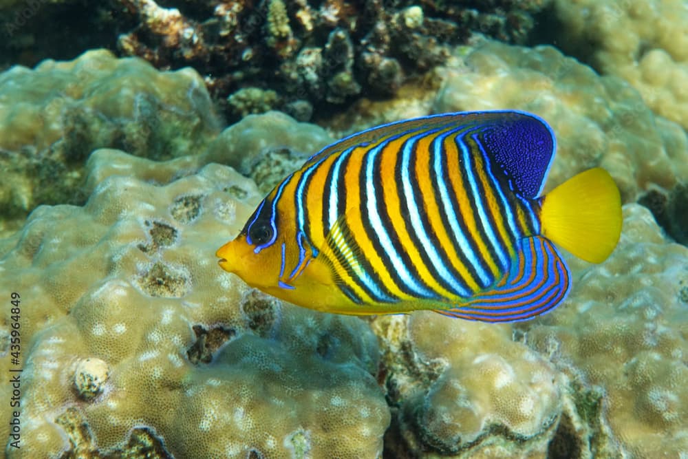 Royal or Regal Angelfish (Pygoplites diacanthus ) - red Sea