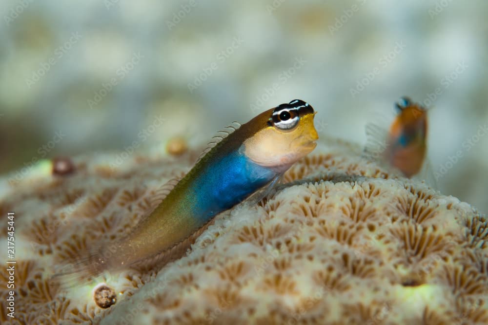 Banda combtooth blenny Ecsenius bandanus