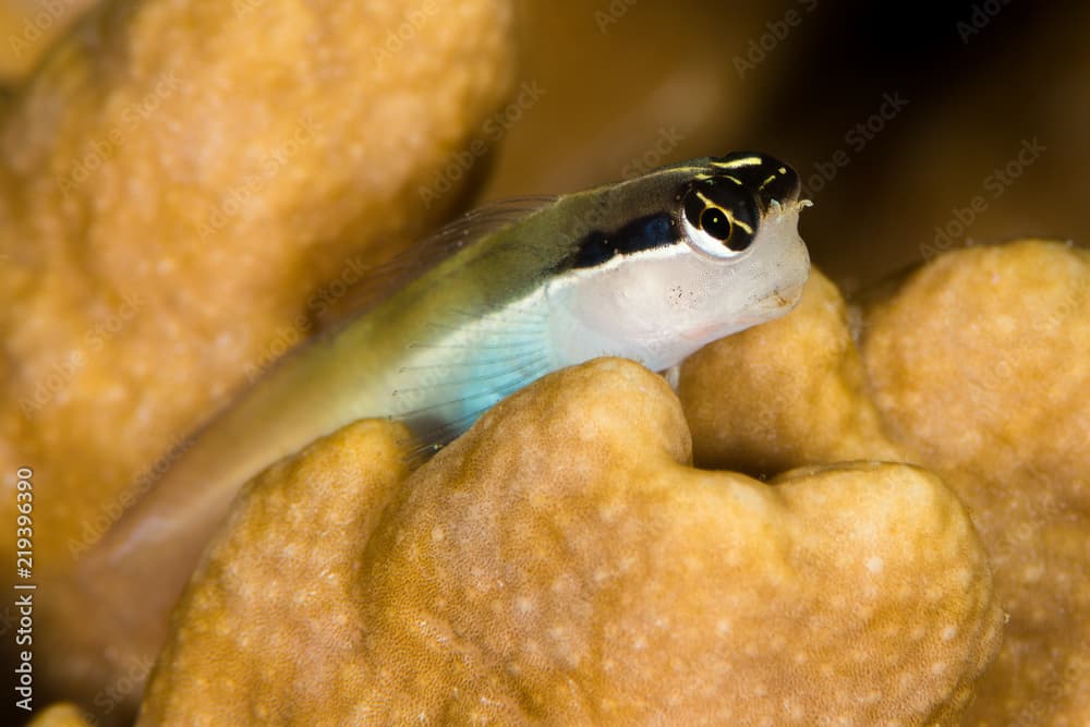 banda coralblenny fish