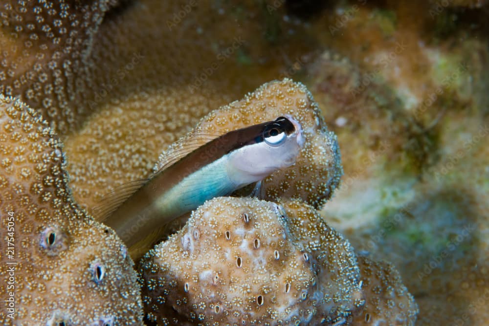 Grey combtooth blenny Ecsenius cf bandanus