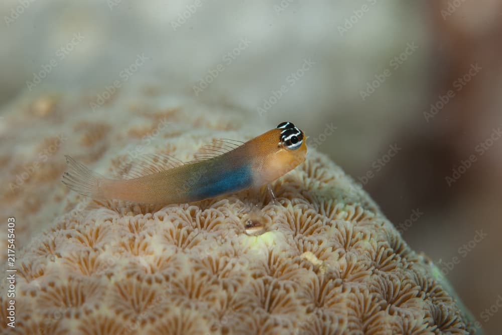 Banda combtooth blenny Ecsenius bandanus