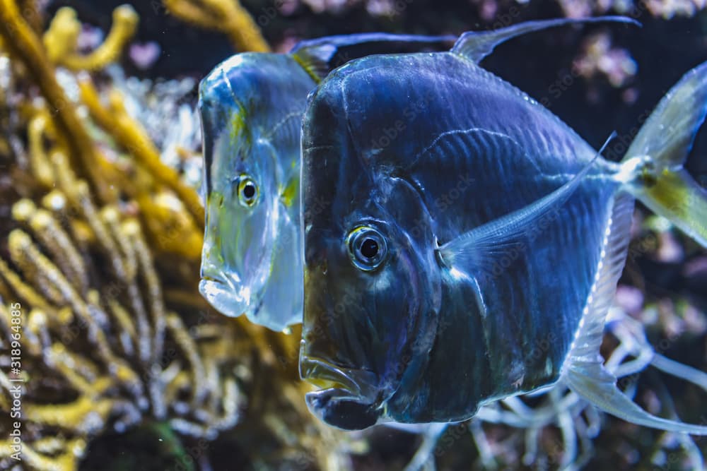 Close-up view of a group of Selene vomer