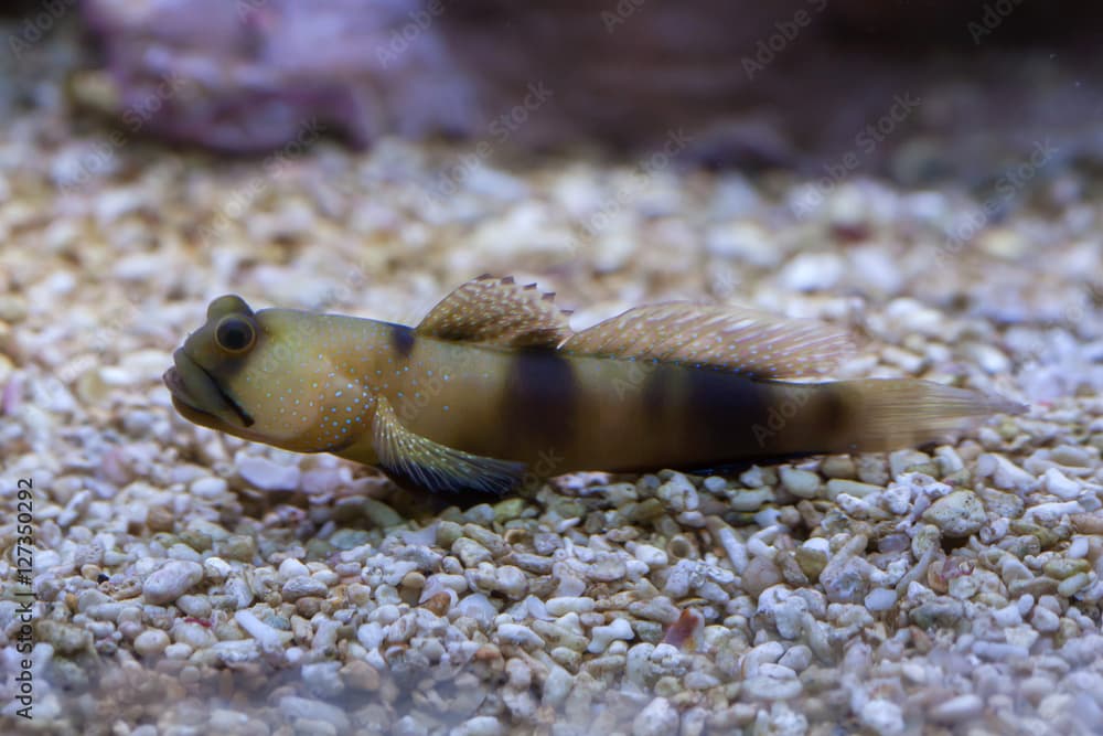 Bluespotted watchman goby (Cryptocentrus pavoninoides).