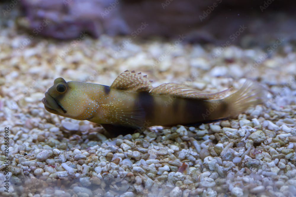 Bluespotted watchman goby (Cryptocentrus pavoninoides).