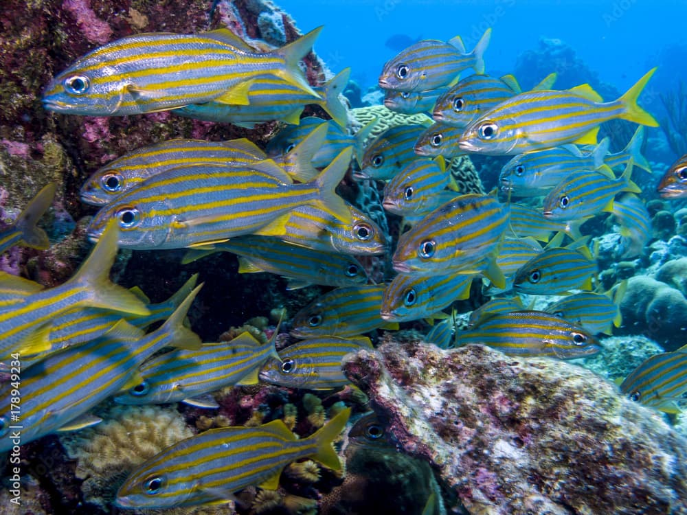 Haemulon flavolineatum,French grunt