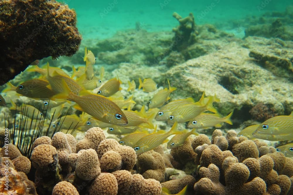 School of yellow grunt fish swims with coral and sea urchins in brilliant blue-green water