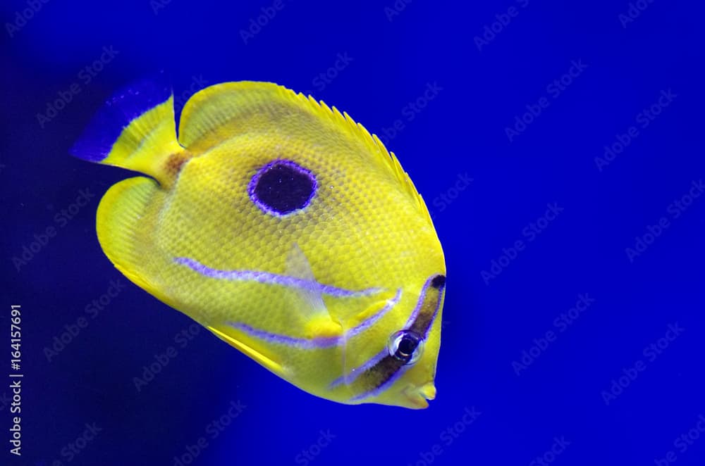 Chaetodon plebeius, commonly known as the blueblotch butterflyfish