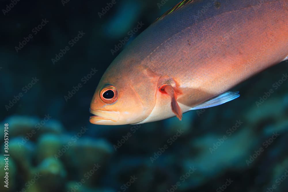 Creole fish