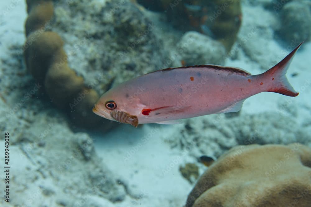 Creolefish with Parasite