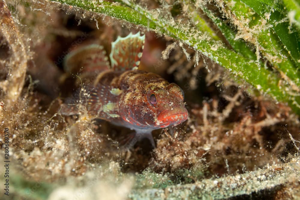 Gobius cruentatus, the Red-mouthed goby, is a species of goby native to the Eastern Atlantic Ocean