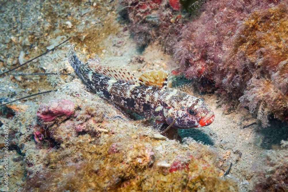 Red Mouthed Goby (Gobius Cruentatus), Adriatic Sea, Mediterranean Sea, Croatia
