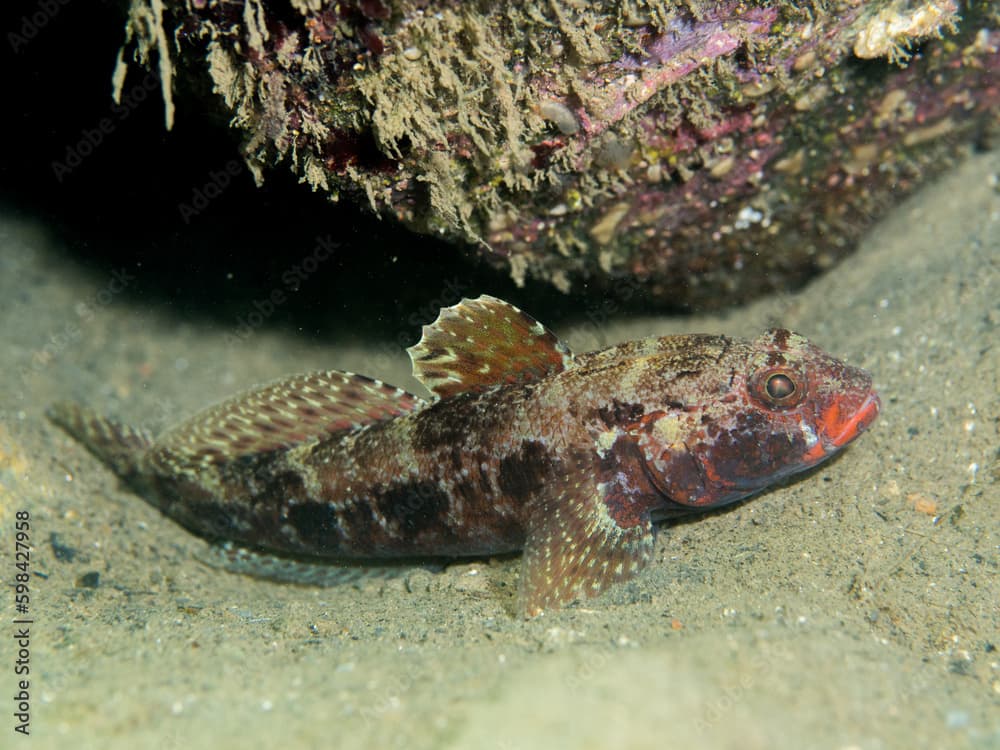 Gobuis cruentatus, Gobio de boca roja.