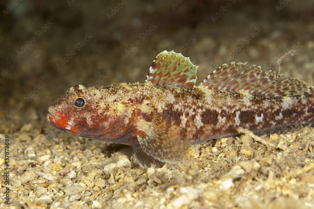 Red mouthed goby (Gobius cruentatus) on seabed, Larvotto Marine Reserve, Monaco, Mediterranean Sea, July 2009