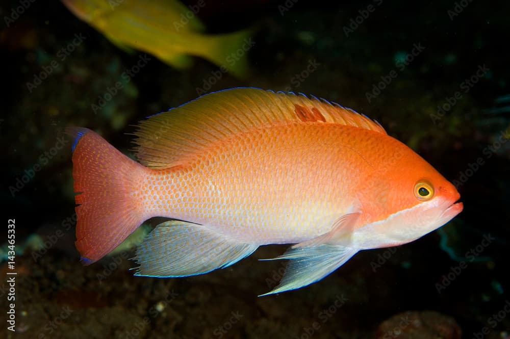 Stocky anthias, Pseudanthias hypselosoma, Bali Indonesia.