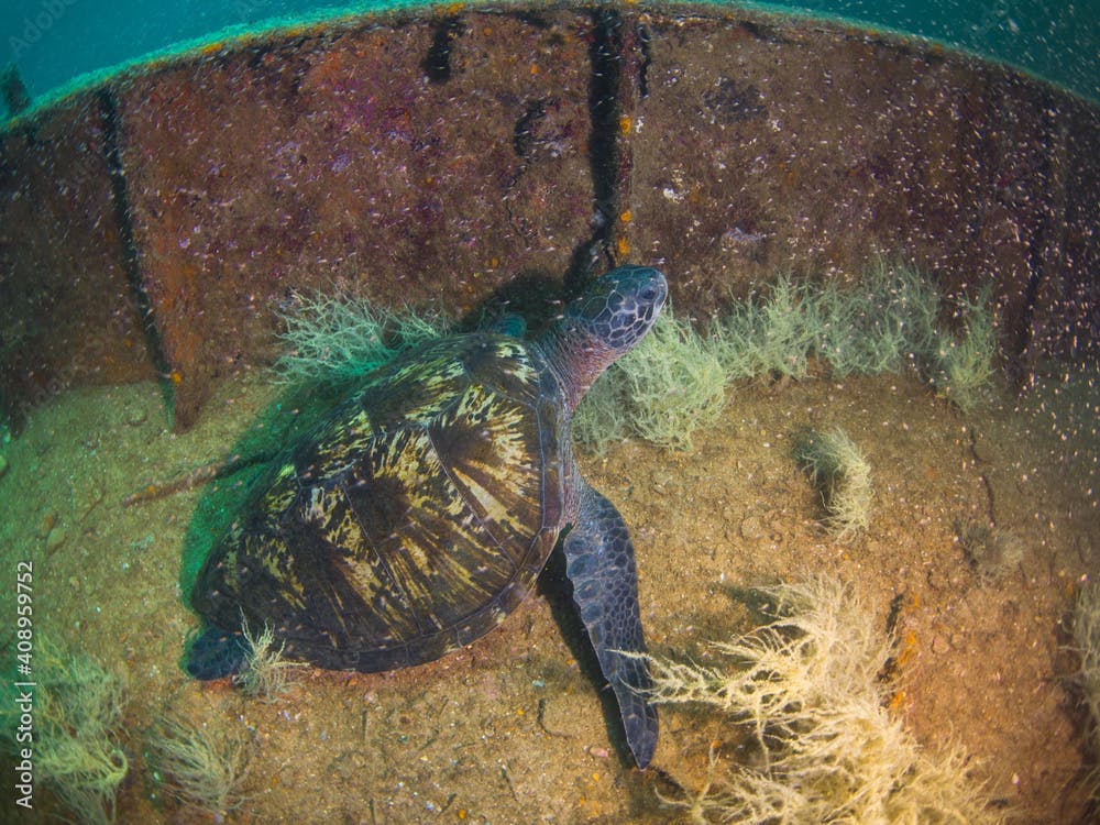 Green turtle in a shipwreck (La Paz, Baja California Sur, Mexico)