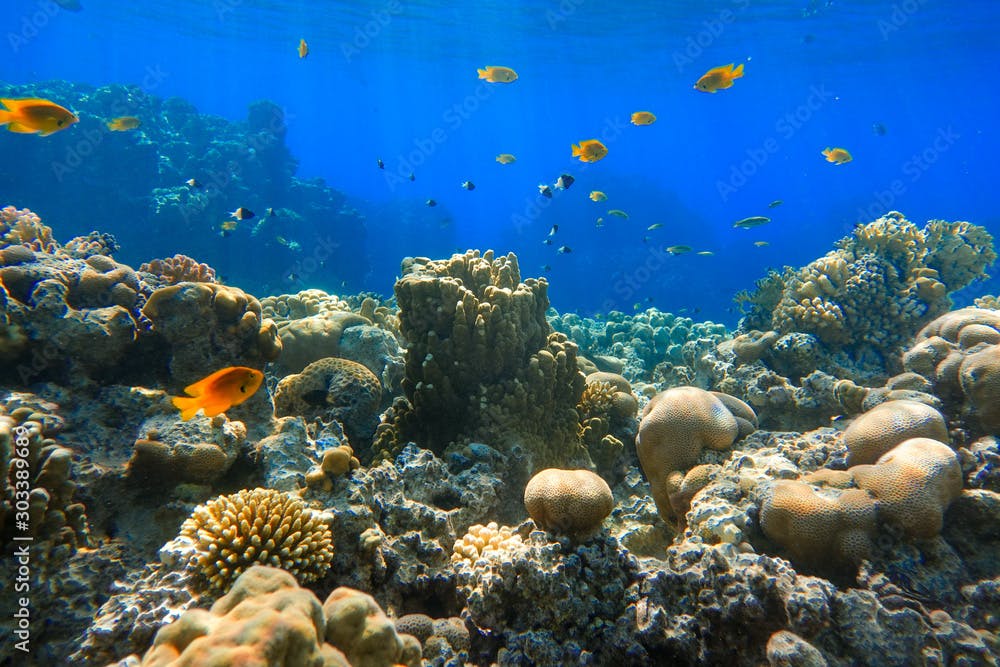 Colorful Tropical Gold Fishes In The Ocean Near Coral Reef. Saltwater Red Anthias Fish In The Red Sea.