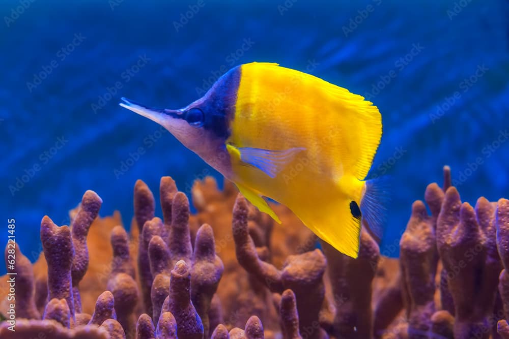 Colorful Yellow Longnose Butterfly Fish Waikiki Oahu Hawaii