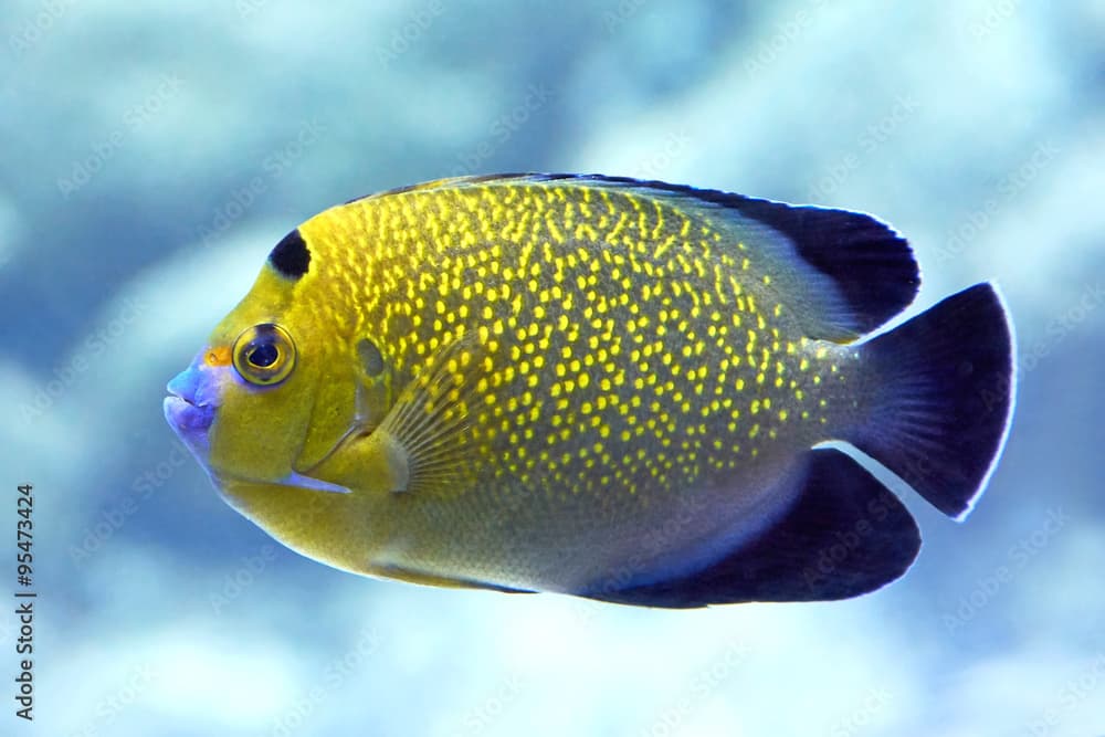 Goldflake Angelfish (Apolemichthys xanthopunctatus)