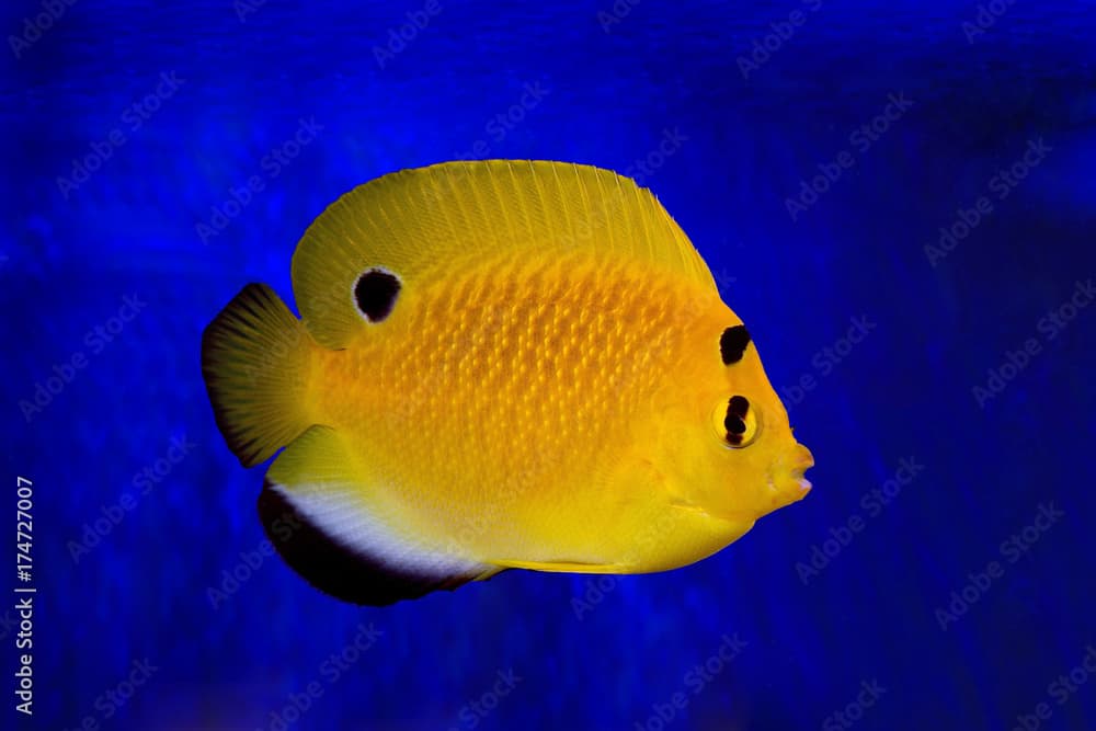 Apolemichthys xanthopunctatus (Goldflake Angelfish)