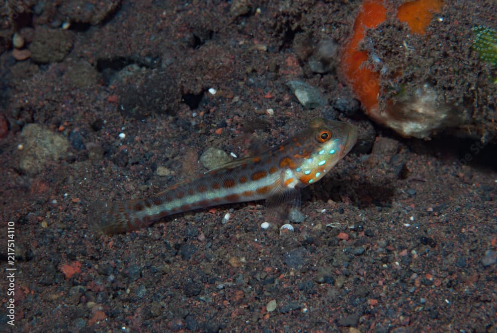 Orange-spotted sleeper goby Valenciennea puellaris