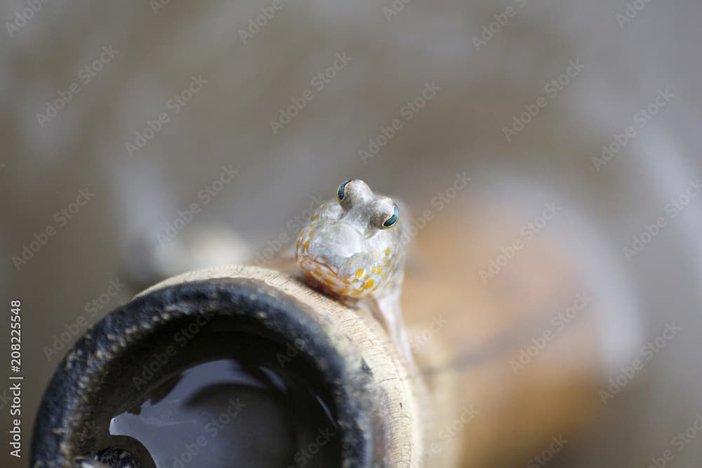 Blenny fish hang on bamboo.