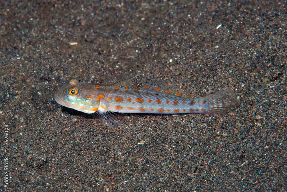 Orange-spotted sleeper goby Valenciennea puellaris