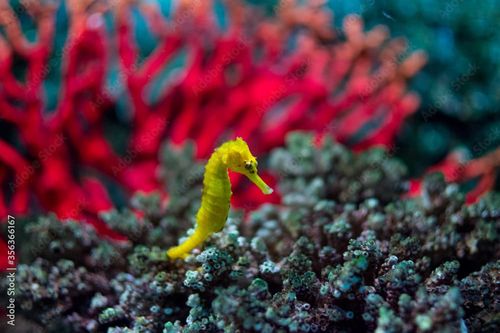 Yellow seahorse (Hippocampus kuda) standing on the coral in aquarium.