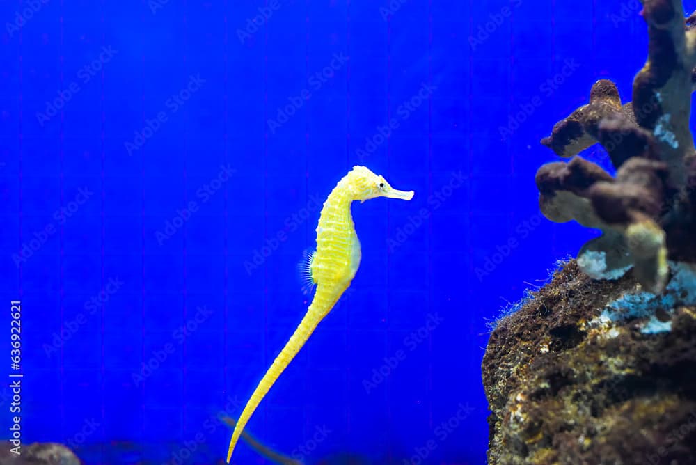 A yellow seahorse in an aquarium