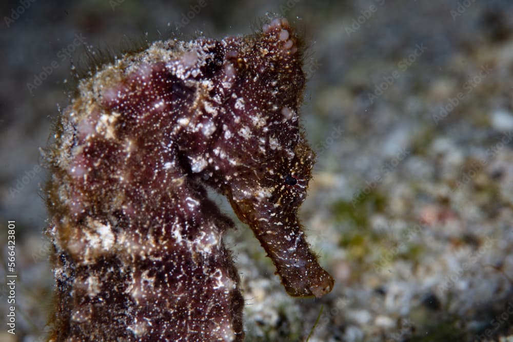 A seahorse, Hippocampus kuda, blends into its underwater surroundings on a reef in Indonesia. Slow moving seahorses rely on effective camouflage to escape predation.