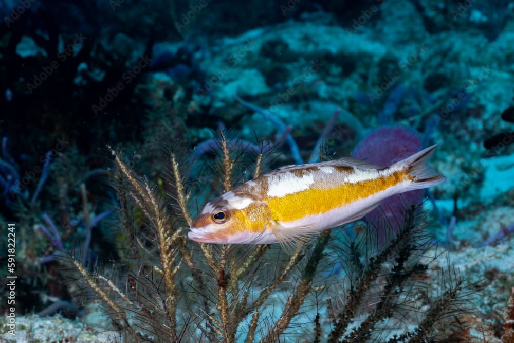 Tobaccofish in a coral reef