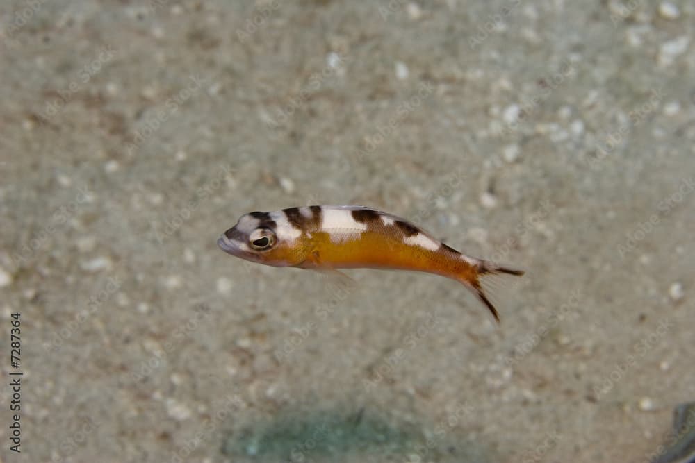 Tobaccofish (Serranus tabacarius)